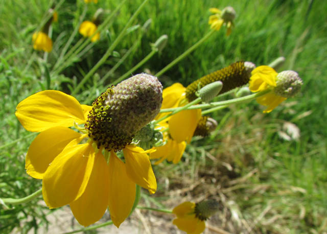 California Coneflower